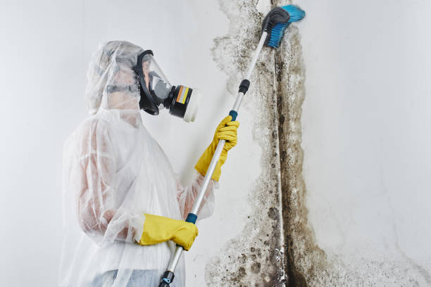 Best Biohazard Mold Removal  in Decordova, TX